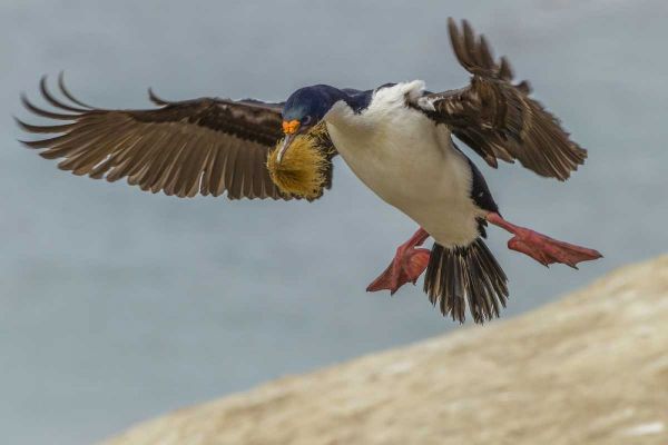 Carcass Island Imperial shag with nest material
